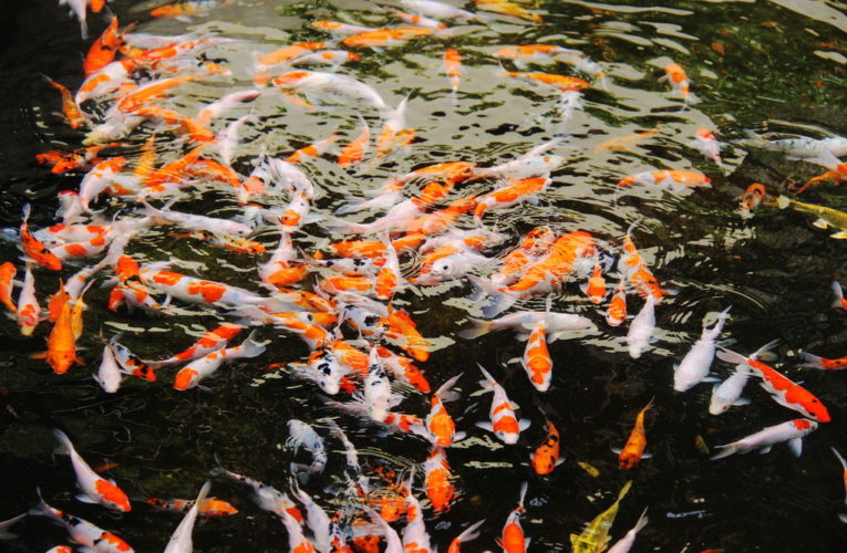 Choroby karpi koi: Jak rozpoznawać, zapobiegać i dbać o zdrowie ryb w stawie?